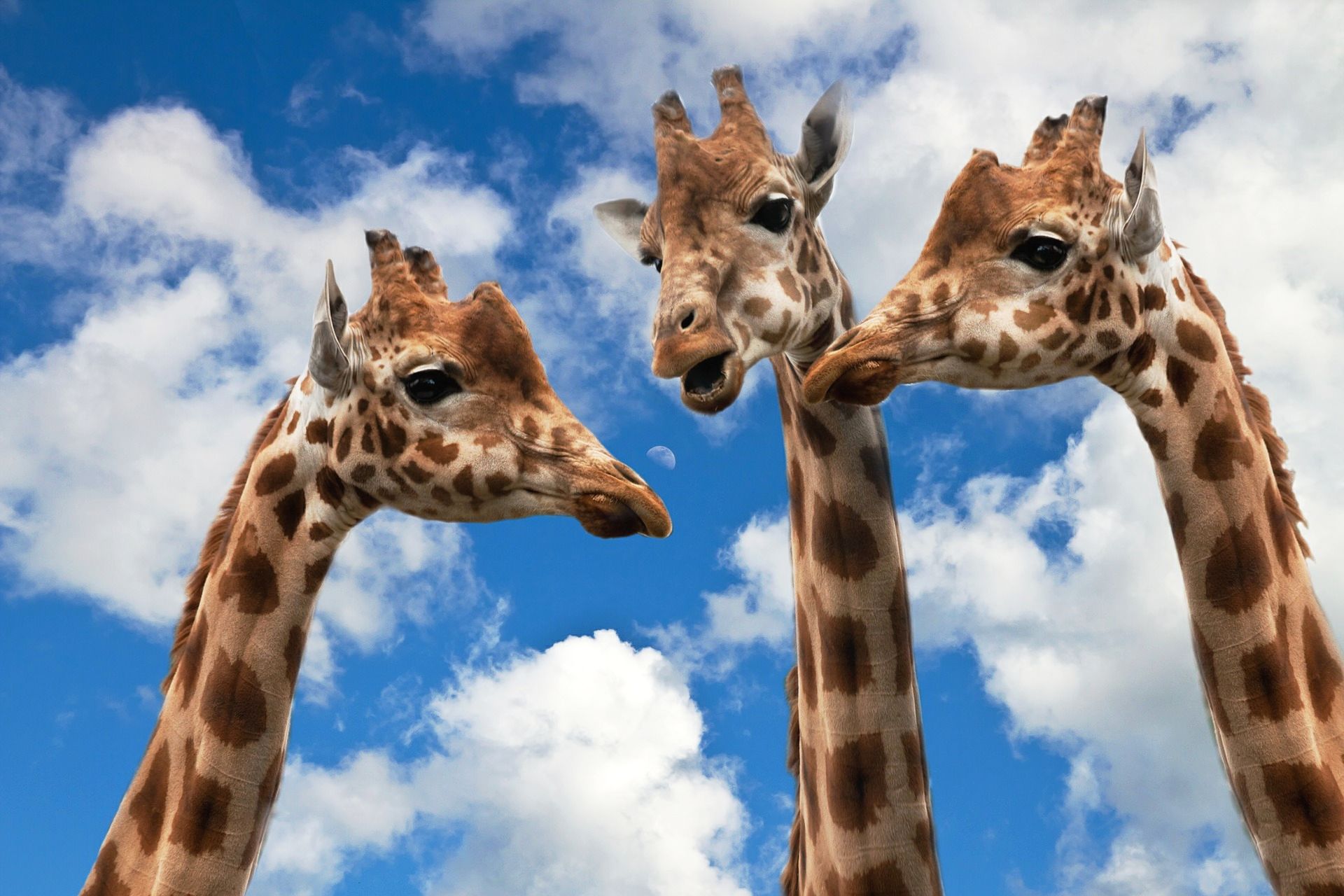 giraffes appear to be talking