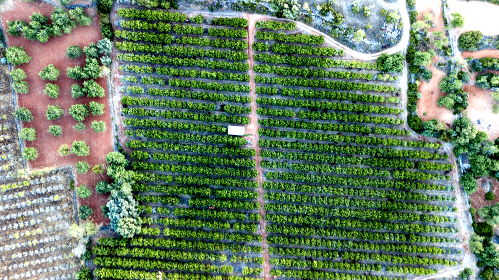 rows of tropical farming