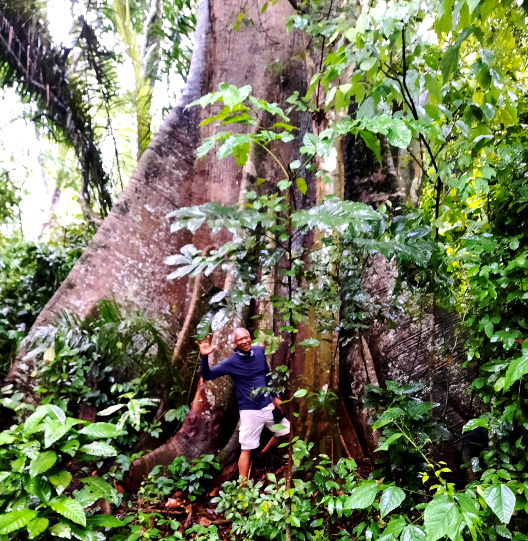 stephen waves at base of a giant jungle tree